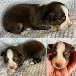 Red tri male - Red tri male Toy Australian Shepherd puppy in Brooker, Florida from Honey, I Shrunk the Aussies