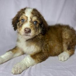Boy 1 - Red male Aussiedoodle puppy in Alabama from SBA Aussies