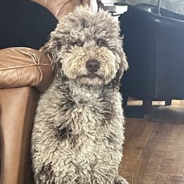 Dixie - Poodle