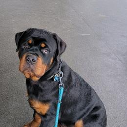 Rottweiler Puppies from Von Nuffosttor Rottweilers