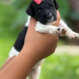 Petunia - Parti female Poodle puppy in Independence, Kansas from Malone Standard Poodles