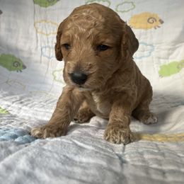 Goldendoodle Puppies from Cassie Farms