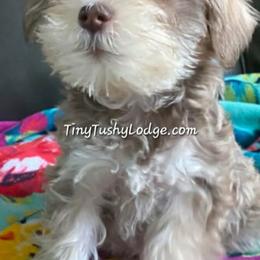 Miniature Schnauzers and Yorkshire Terriers from Tiny Tushy Lodge