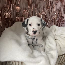 Boy 2 copper “Spot” - White and black Dalmatian puppy in Franklin, Tennessee from Gentry’s Dalmatians