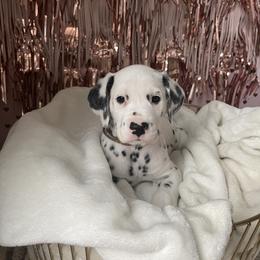Boy 2 copper “Spot” - White and black Dalmatian puppy in Franklin, Tennessee from Gentry’s Dalmatians