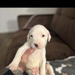 Boy 2 - Dogo Argentino puppy from First-Class Lineage