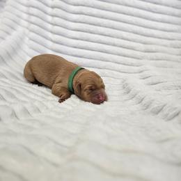 Dark Green Collar - Male - Yellow male Labrador Retriever puppy in Boyd, Minnesota from Lindley Labradors