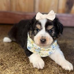 Breezy - Black tri-color female Australian Shepherd puppy in Newton, Mississippi from Bright Star Aussies