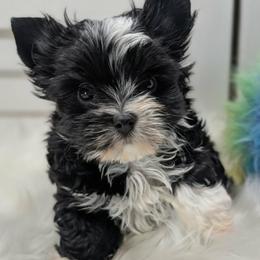 Yorkshire Terrier puppies from Rhine Valley Yorkies