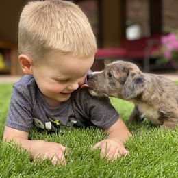 Aussiedoodle and Leopardoodle Puppies from A Puppy Crush