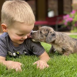 Aussiedoodle and Leopardoodle Puppies from A Puppy Crush