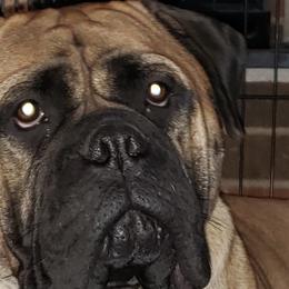 Chica - Bullmastiff