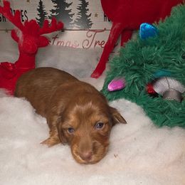 Ms. Dancer price 2,250 - Chocolate and tan female Dachshund puppy in Bristol, Tennessee from It's Mini Wieners Baby