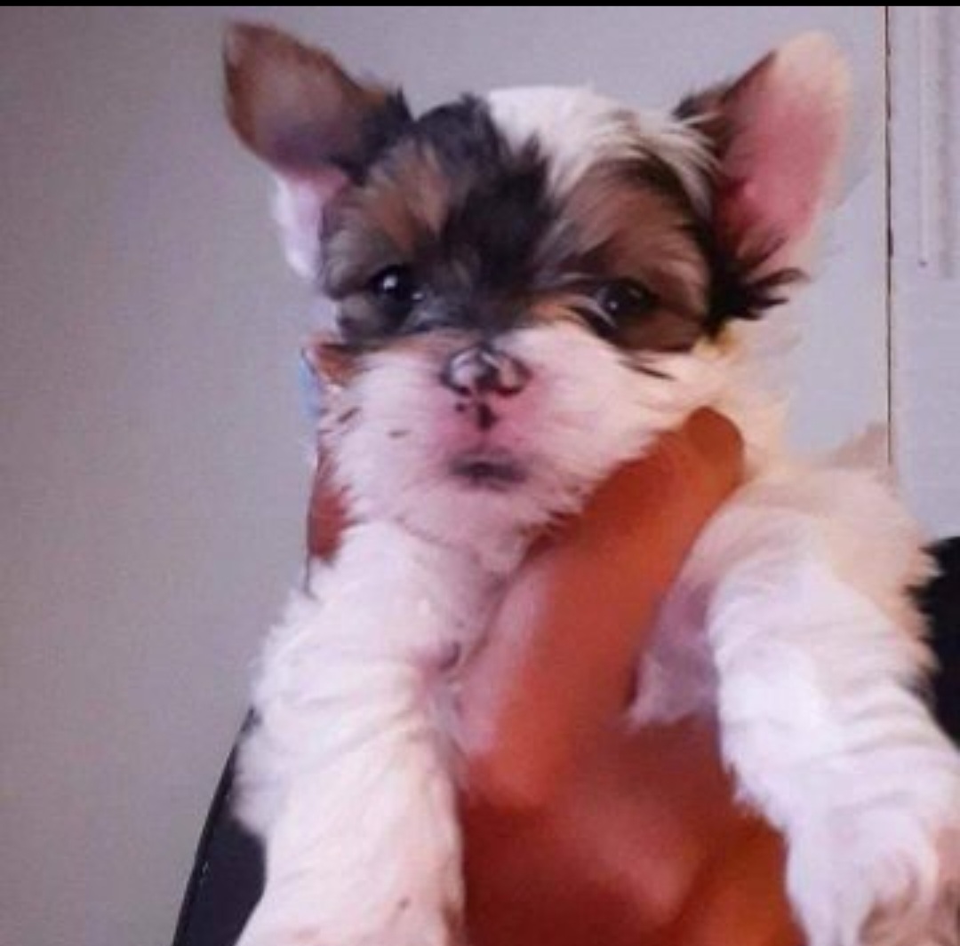 Yorkshire Terrier Puppies from 3Hpartiyorkies