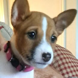 Pink Collar Girl 2 - Red and white female Basenji puppy in Tuttle, Oklahoma from Steadfast Farm (SFF)