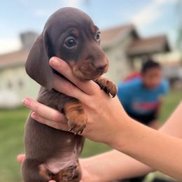 Rocky Road (Blue Collar) - Chocolate and tan male Dachshund puppy in Turlock, California from Dandelion Dachshund