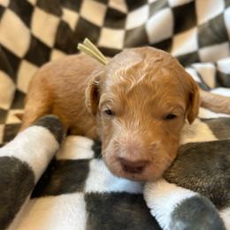 Sage Boy - Apricot male Goldendoodle puppy in Huntsville, Alabama from Winchester Doodles