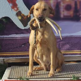 Cora - Labrador Retriever