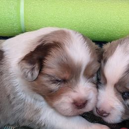 Miniature American Shepherd Puppies from Birchview Miniature American Shepherds