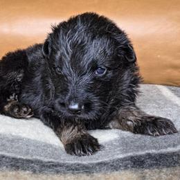 Lantern - Black and red male German Shepherd puppy in Columbus, Indiana from Stony Lonesome GSD