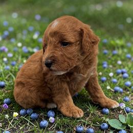 Blueberry - Apricot male Goldendoodle puppy in Gainesville, Florida from Pet Inn Xxweetdoodles