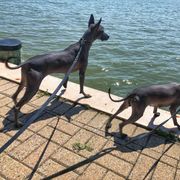 Xoloitzcuintli All Grown Up from Yadalanh Xoloitzcuintli