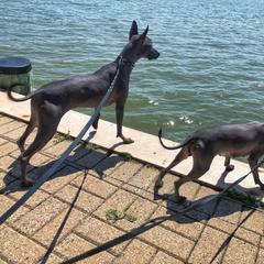 Xoloitzcuintli All Grown Up from Yadalanh Xoloitzcuintli
