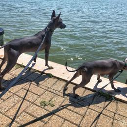 Xoloitzcuintli All Grown Up from Yadalanh Xoloitzcuintli