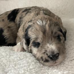 Bernedoodle, Cockapoo, and Goldendoodle Puppies from Avery Doodle Day LLC