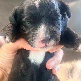 Oreo - Black male Goldendoodle puppy in Knoxville, Tennessee from Graystone Doodles