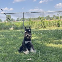 Miniature Schnauzer Puppies from Loneacre Miniature Schnauzers