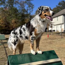 Australian Shepherd All Grown Up from Muckalee Lane Aussies