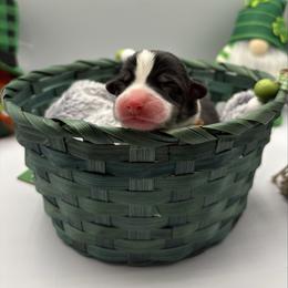 Brown Collar - Black and tan male Pembroke Welsh Corgi puppy in Abingdon, Virginia from Em-K Kennels
