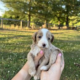 Anointed - White collar girl - Red  female Goldendoodle puppy in Ruthorfordton, North Carolina from Duncan Doodles Goldendoodles