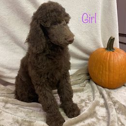 Poodle Puppies from Marion Standard Poodles
