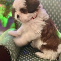 Bubble - Brindle and white female Cavatzu puppy in Saint Paul, Minnesota from Amy’s Puppy Tzu