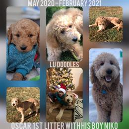 Goldendoodle Puppies from Lu Doodles