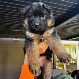 Argo - Black and red male German Shepherd puppy in Snohomish, Washington from Wataha Shepherds