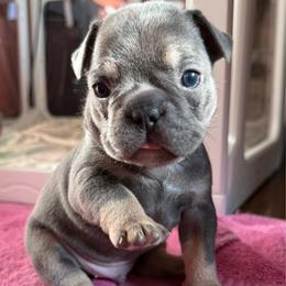 Rufus - Blue male French Bulldog puppy in Freedom, Pennsylvania from themcfrenchies