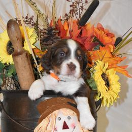 Orange Collar - Liver white and tan male English Springer Spaniel puppy in Westmorland, California from IV Springers of California