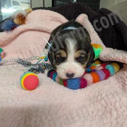 Indigo - Black tan and white male Beagle puppy in Vallejo, California from Tailwindfarm