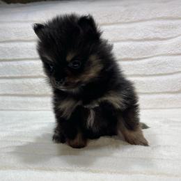 Treasure - Black and tan female Pomeranian puppy in Stuart, Virginia from Lil Aussie Posse