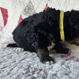 Bernedoodle Puppies from Joyful Pastures Homestead