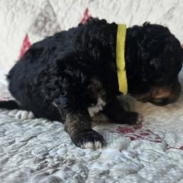 Bernedoodle Puppies from Joyful Pastures Homestead