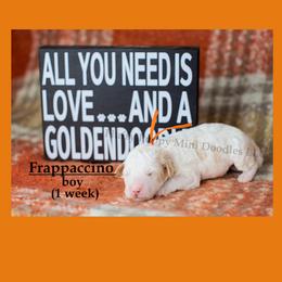 Frappuccino ORANGE COLLAR boy  3500 - Parti male Goldendoodle puppy in Corona, California from Fluffy Puppy Mini Doodles LLC