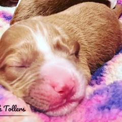 Nova Scotia Duck Tolling Retriever Puppies from Meadowlark Tollers