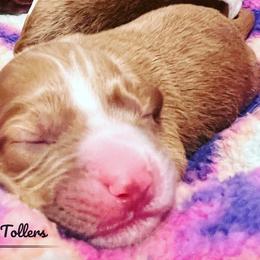 Nova Scotia Duck Tolling Retriever Puppies from Meadowlark Tollers