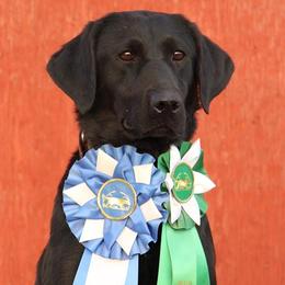 Charlotte - Labrador Retriever