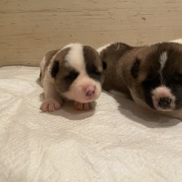 Akita Puppies from Gloe Akita's