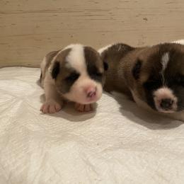 Akita Puppies from Gloe Akita's